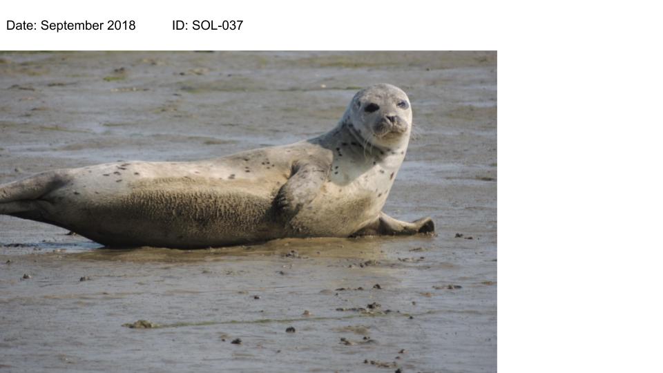A total of 16 harbour seals (23.9% of all identified harbour seas) were resighted during the study, while only one grey seal was resighted (10/14)