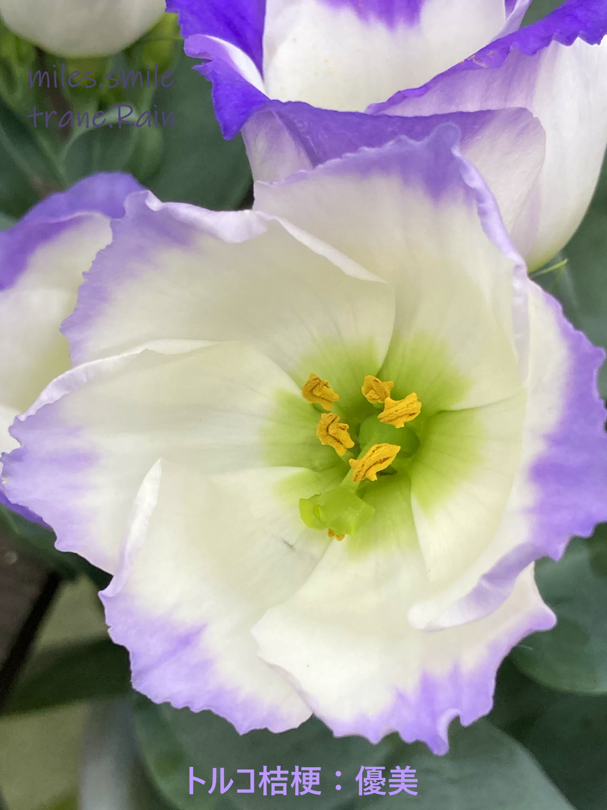 Miles スマイル 大暑 桐始結花 V Twitter あさのいろ おはよう トルコキキョウ 優美 リンドウ科ユーストマ属 北アメリカ原産 紫色の一重咲きの小さな花 和名 トルコ桔梗 別名 ユーストマ リシアンサス 花期 5 8月 花持ち 1 2週間程度 由来 つぼみの形が
