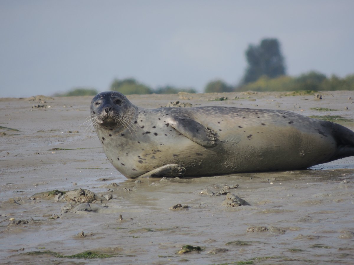 These findings show evidence of site fidelity of harbour seals in the Solent, and highlight the importance of the Solent area to the species (11/14)