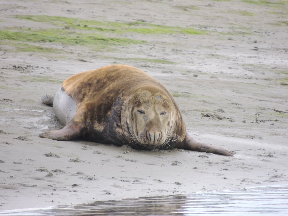 Overall, this study indicates that both harbour and grey seal numbers are increasing in the Solent, but further research is needed to identify drivers of this trend (12/14)