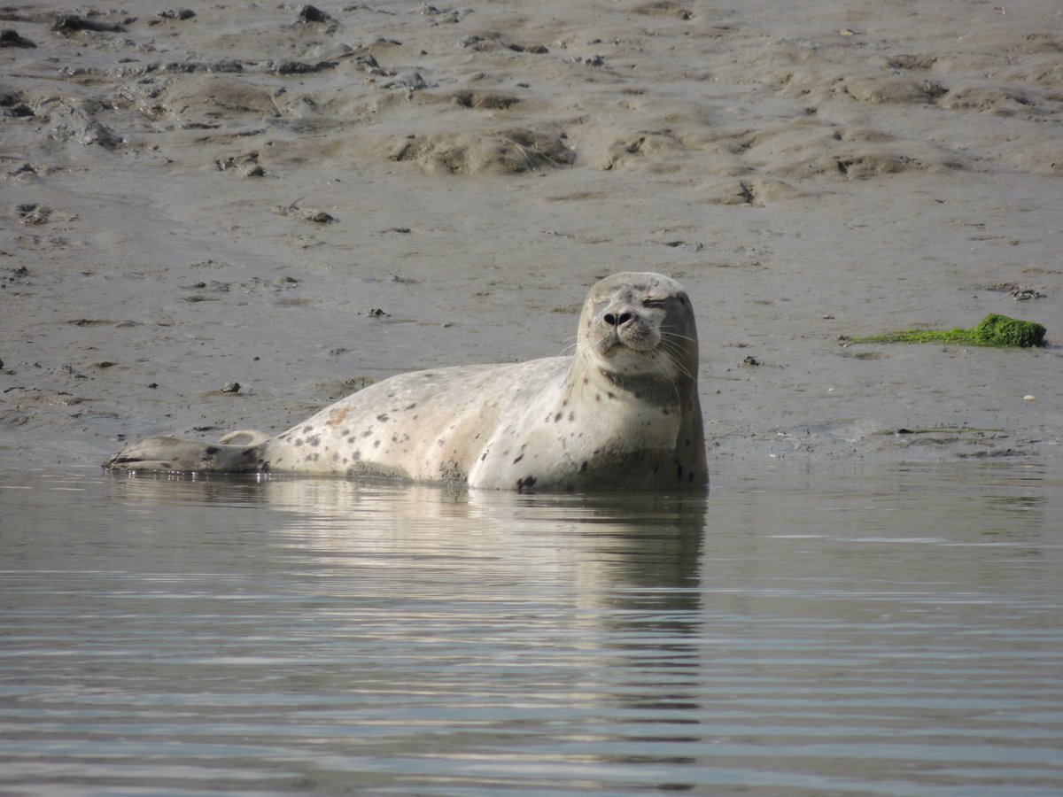 Thanks for following our presentation for  #BESaquaticECRTweets!Feel free to ask any questions  (14/14)