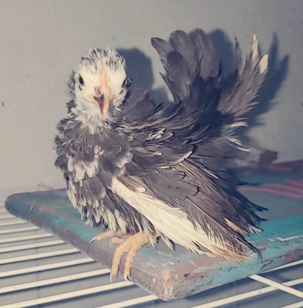 WatchmeWhit's tweet photo. This my one true love.. #2Piece you my only fran.. 🤣🤣🤣

#chickentender #Bokbok #chickensoftwitter https://t.co/Yn56WxADCH