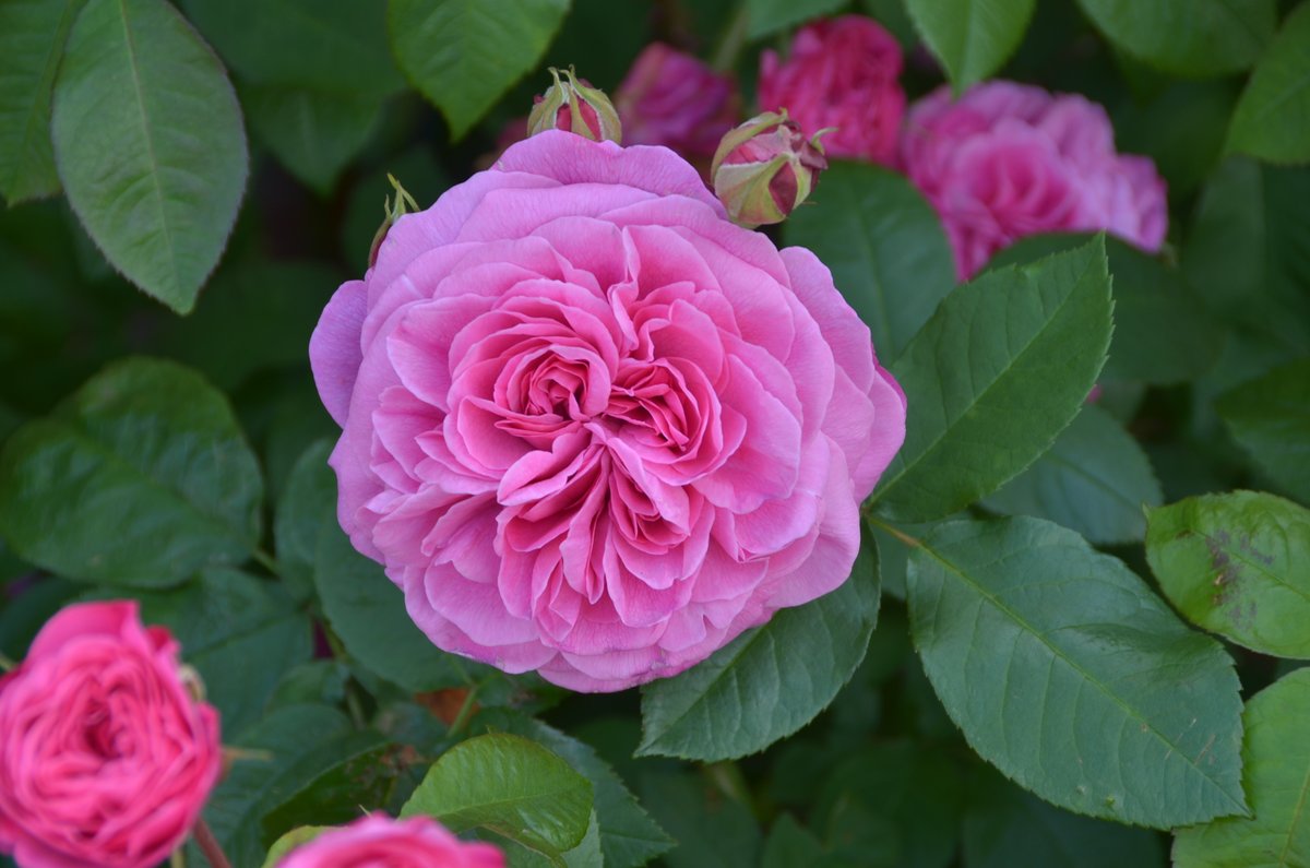 #WIN a Gertrude Jekyll #rose for your garden. 

Gertrude Jekyll is one of our most-loved roses for its unforgettable bright pink blooms and beautifully strong Old Rose scent. 

Simply retweet to enter! #FreebieFriday