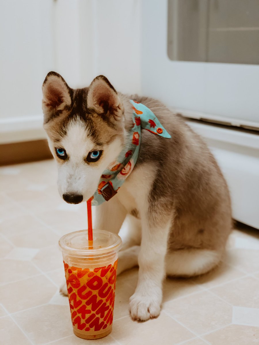thehuskyapollo's tweet photo. Thirsty Thursday 🥤 #DogsofTwittter https://t.co/01c21RzA0o