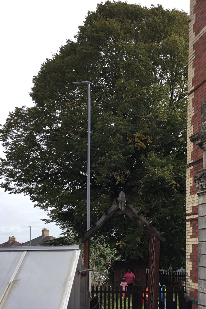 house_norfolk's tweet photo. Today we were noticed our tree losing its leaves for Autumn but how big is it.  We took a photo of Olive and the tree.  It is approx. 45 ft tall.  We then used the blocks to measure Olive she is 11 blocks high so the tree is 99 blocks high #ambitiouscapablelearners https://t.co/6OgQPLIy7E