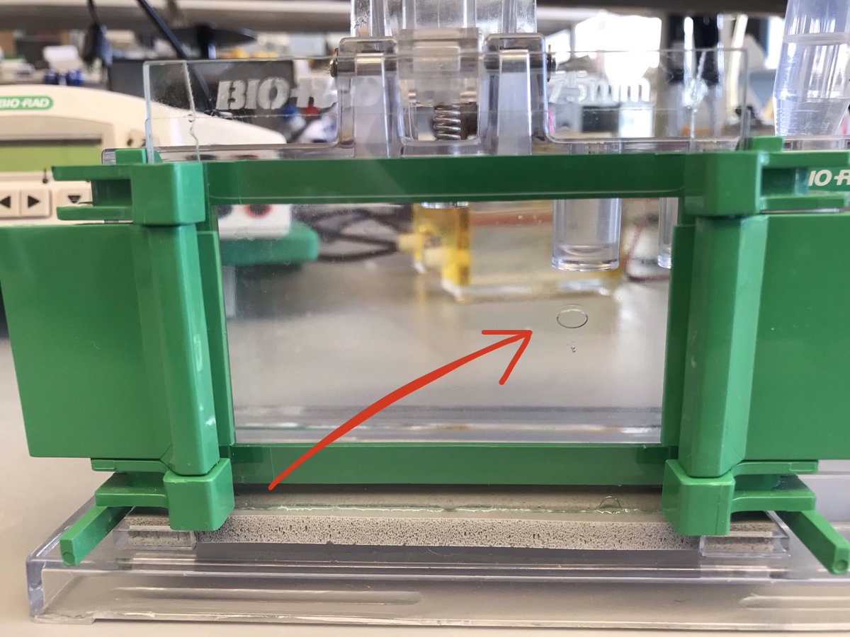 So how is everyone else this morning 🙃 #westernblot