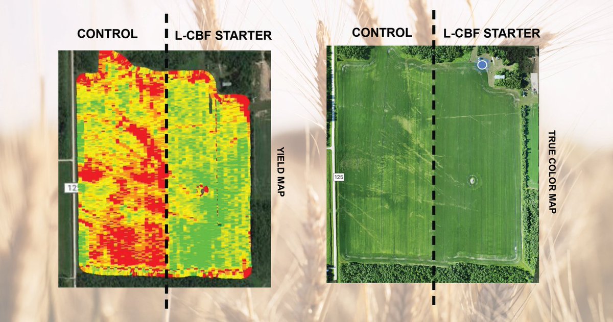 “The crop was so consistent coming in the combine where the L-CBF was applied.” Joe Melby, Middle River, MN pbxx.it/6re7nj