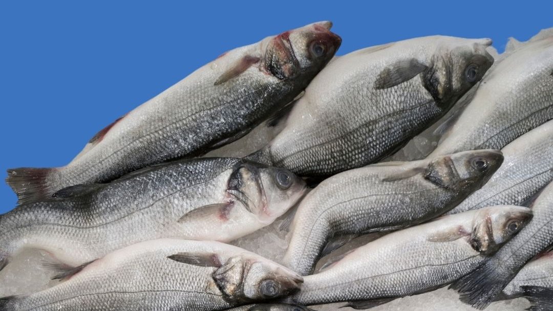 Overfishing is driving losses in marine biodiversity. 

More than 300 experts have signed a statement urging the EU to limit fishing and protect the health of our oceans before it's too late. 

In full 👉 bit.ly/2Rgzgw4