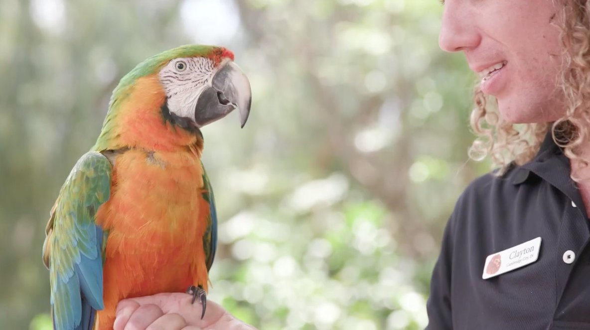 CSS Animal Tales tweet media