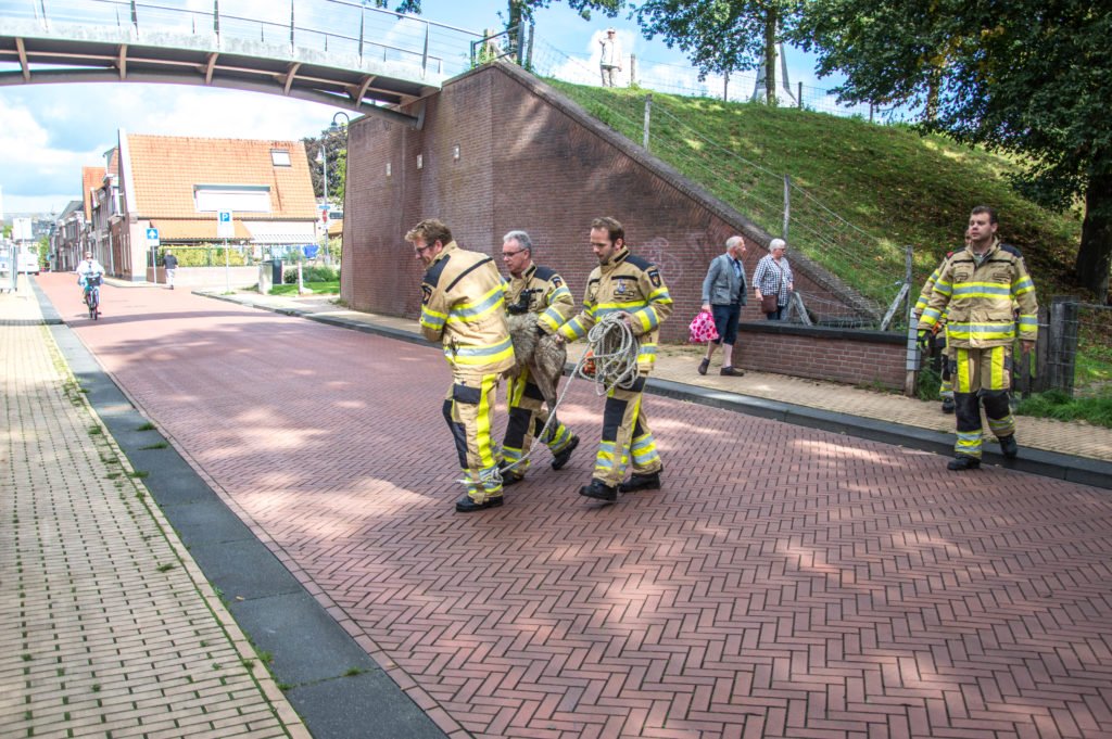 Brandweer redt schaap uit het water langs stadsgracht..