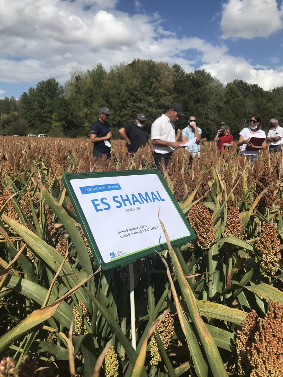 Olivier COSTE tweet media