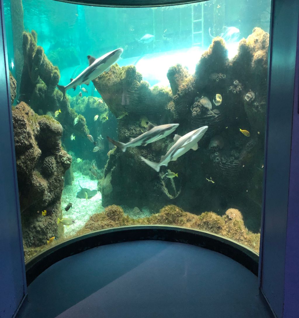 Oceanarium tweet media