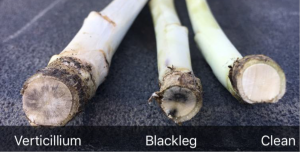 A stem disease known as verticillium stripe is showing up in more canola fields across the Prairies, and harvest is an ideal time to scout for it. Learn more in this <a href="/CanolaWatch/">CW Jay Whetter</a> article: canolawatch.org/2020/09/02/not…

#harvest2020 #canola #WestCdnAg #agronomy

Image by <a href="/canolacouncil/">Canola Council of Canada</a>