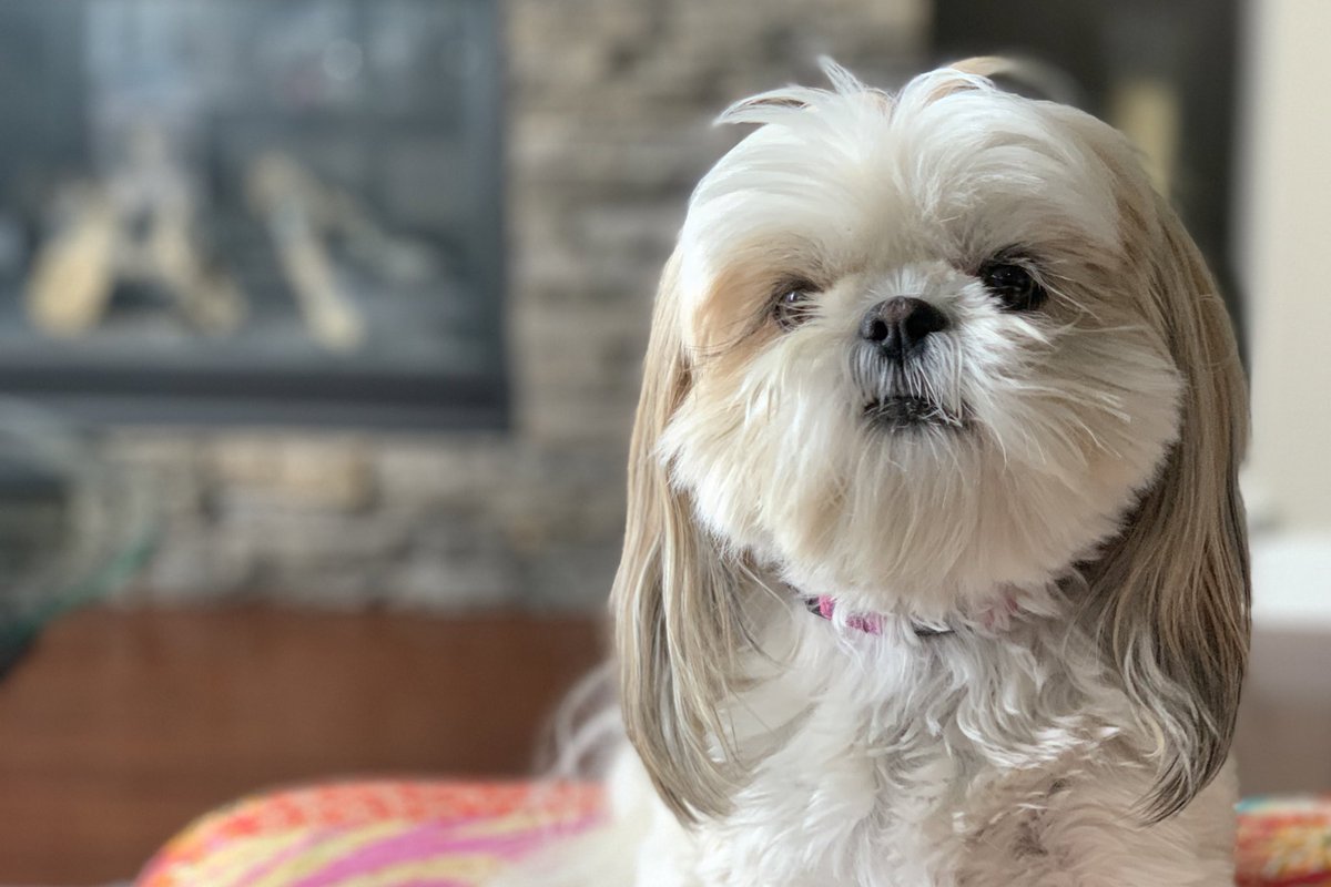 The world is better because you are in it! It’s okay to not be okay and to ask a human for helps if you need someone to bark with. ♥️🐾
#WorldSuicidePreventionDay #MingxiLove