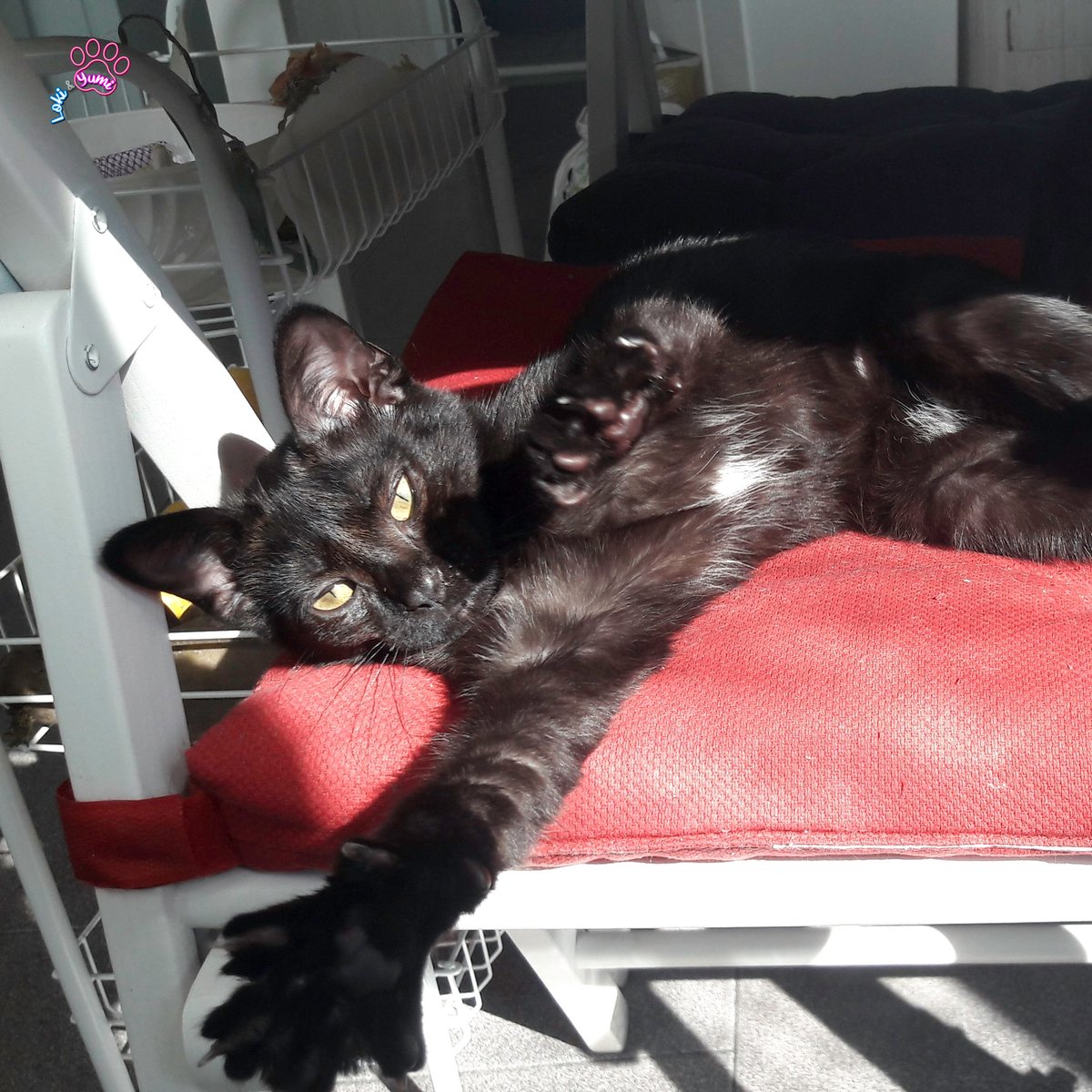LokiYumi's tweet photo. Yes I'm gonna make it! 💪 I'm gonna catch the sun 🌞
.
#hardwork #pantherthursday #purrsday #catlifeishard #catlife #blackcatlove #lovethisguy #catoftheday #blackcatsrule #minipanther #housepanther #ilovemycat #catlovers #adoptdontshop #catsofinstagram #instacat # #kittens https://t.co/Eq3dERNmwG