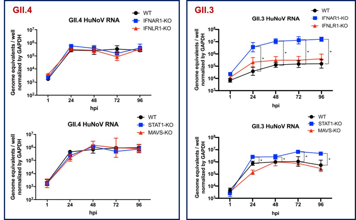 Grad student Shih-Ching (Roy) Lin shows that GII.4 and GII.3  #norovirus strains are sensitive to exogenous IFN but only GII.3 infection is improved in IFN pathway-deficient  #enteroids.2/4