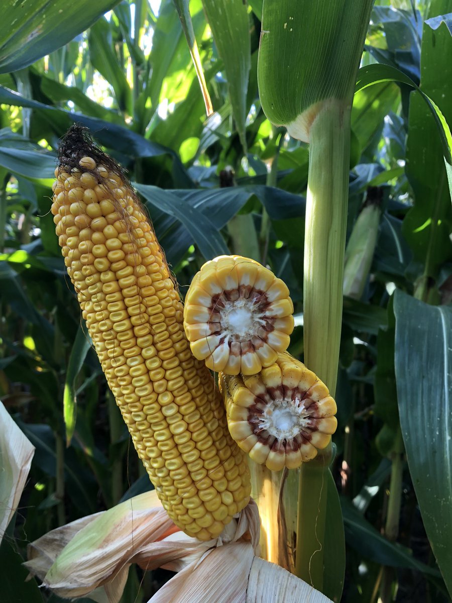 JustinKrell's tweet photo. I’m very excited about @LGSeeds #FastTrack Hybrids. LG34C14, LG37C33, and LG42C24. Top end yield with superior grain quality for these 84-92 day products @ Staples, MN. #AgReliantGenetics https://t.co/DDA5ikcu2L
