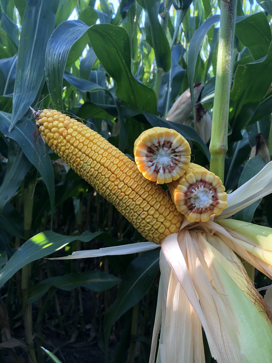 JustinKrell's tweet photo. I’m very excited about @LGSeeds #FastTrack Hybrids. LG34C14, LG37C33, and LG42C24. Top end yield with superior grain quality for these 84-92 day products @ Staples, MN. #AgReliantGenetics https://t.co/DDA5ikcu2L