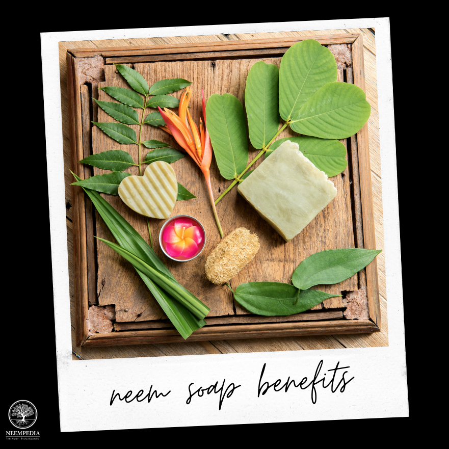 Neempedia's tweet photo. One of the most widely used skin care products in India is neem soap. The soap acts as an antibacterial, clearing up skin rashes, acne and eczema. Learn more at https://t.co/elwzRqqtmc and let us know how you use neem in the comments below! https://t.co/Ku7gBE2e6y