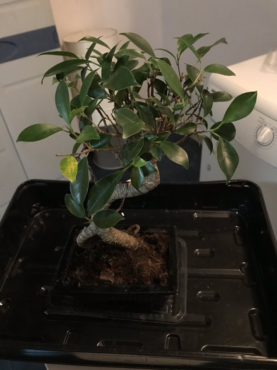 BPlarubato's tweet photo. #bonsai Help! My #ficus retusa is getting yellow leaves. I water it every two or three days as the soil still feels wet and it has also solid fertilizer. Could it be #overwatering? Your advise would be so appreciated! @BonsaiSeed  @heronsbonsai @bonsaiempire https://t.co/gCfbYSKWDU
