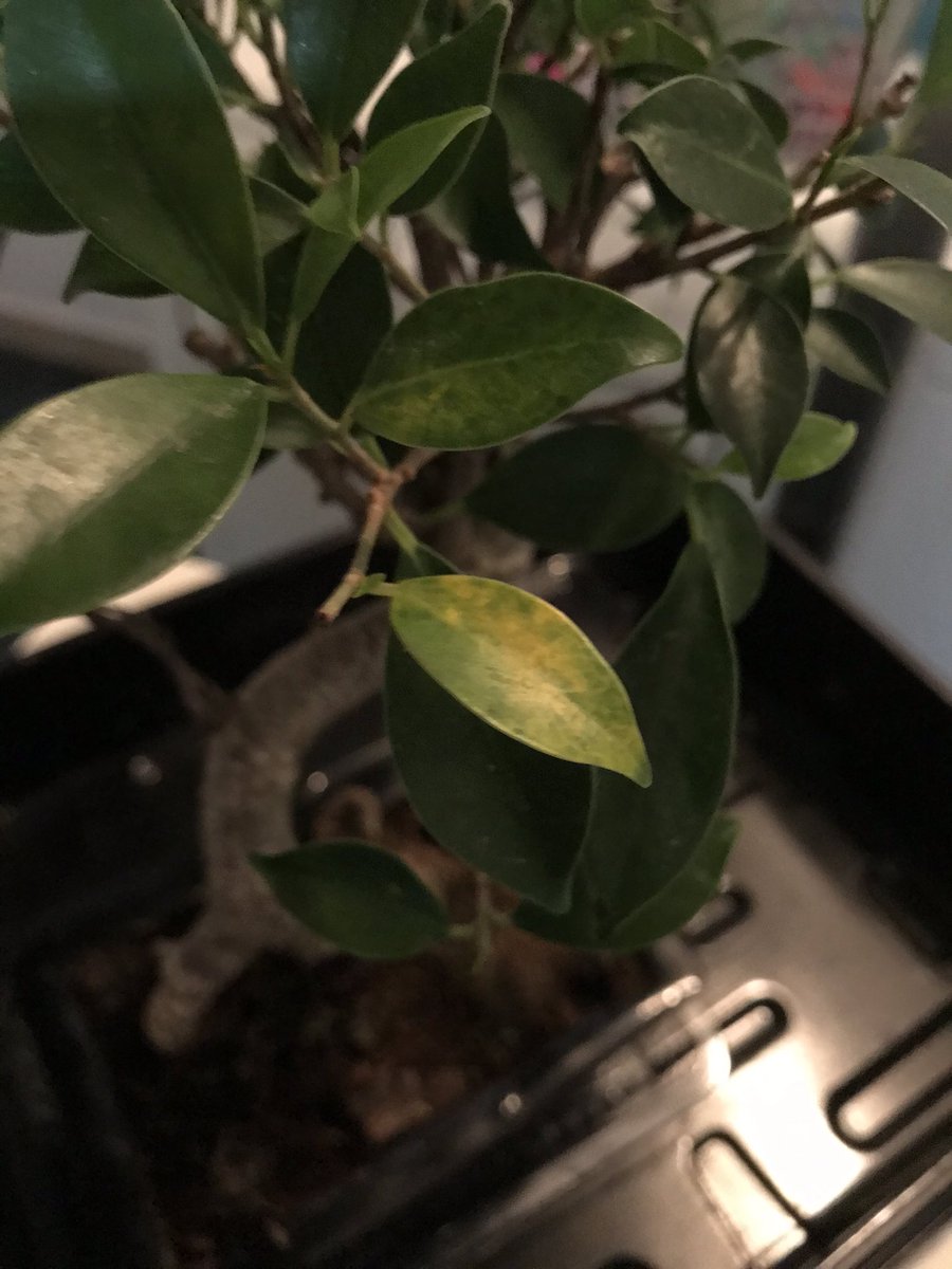 BPlarubato's tweet photo. @mistralbonsai a mi ficus retusa comprado en agosto le han salido Jonás amarillas. Tiene biogold y lo riego cada 2-3 días ya que tocando el sustrato se nota húmedo. Cual puede ser el motivo? Gracias! https://t.co/BnugpOT7jZ
