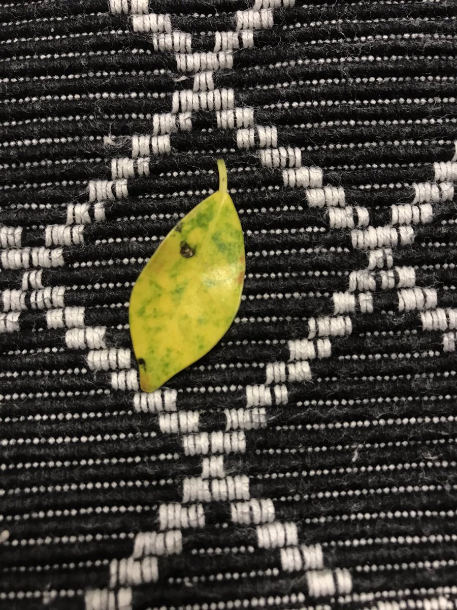 BPlarubato's tweet photo. @mistralbonsai a mi ficus retusa comprado en agosto le han salido Jonás amarillas. Tiene biogold y lo riego cada 2-3 días ya que tocando el sustrato se nota húmedo. Cual puede ser el motivo? Gracias! https://t.co/BnugpOT7jZ