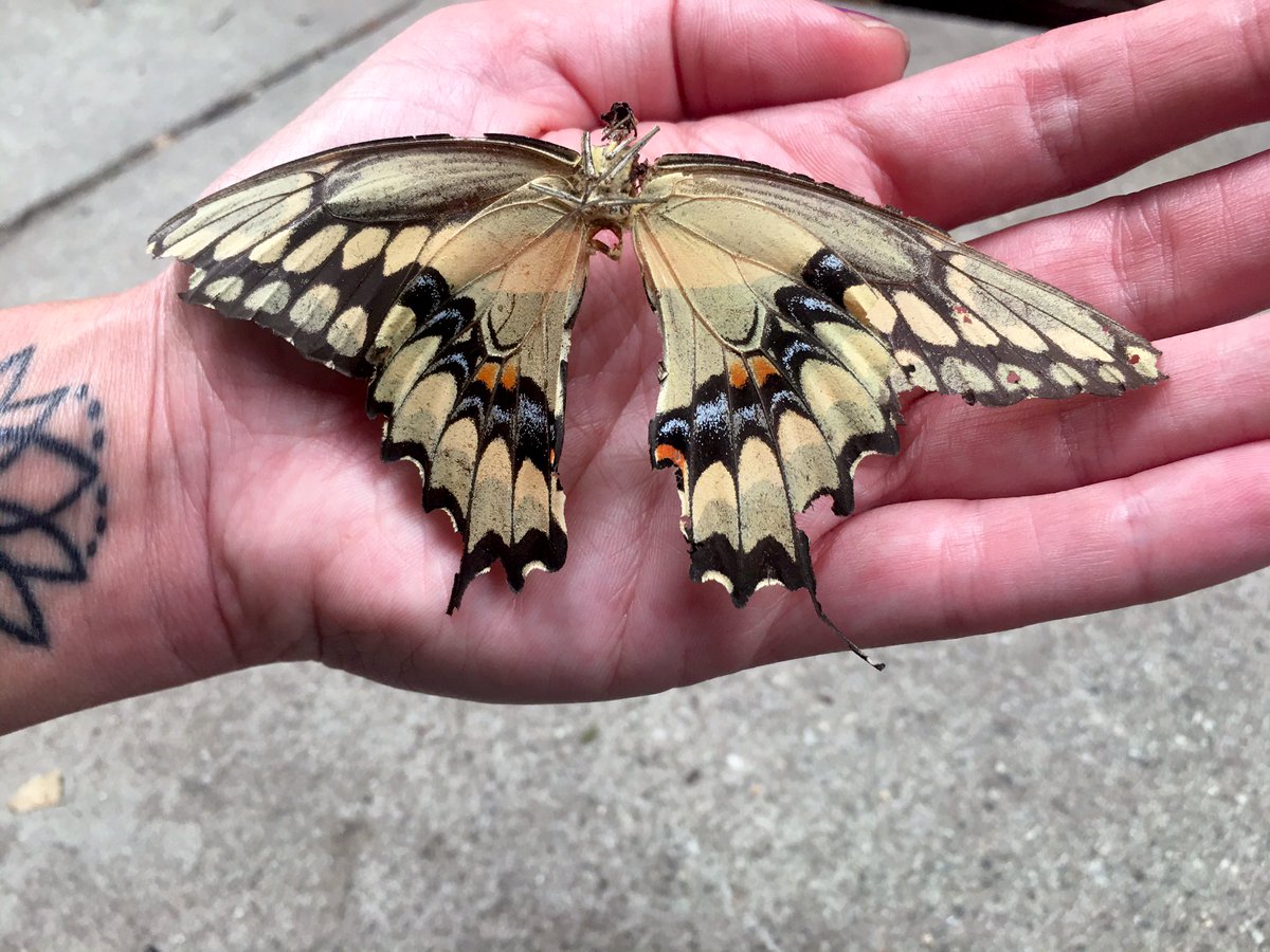DNCGWITHCANNA's tweet photo. This morning I was walking through my garden and found this beautiful butterfly...#RIPButterfly https://t.co/FV5mtxnxx1