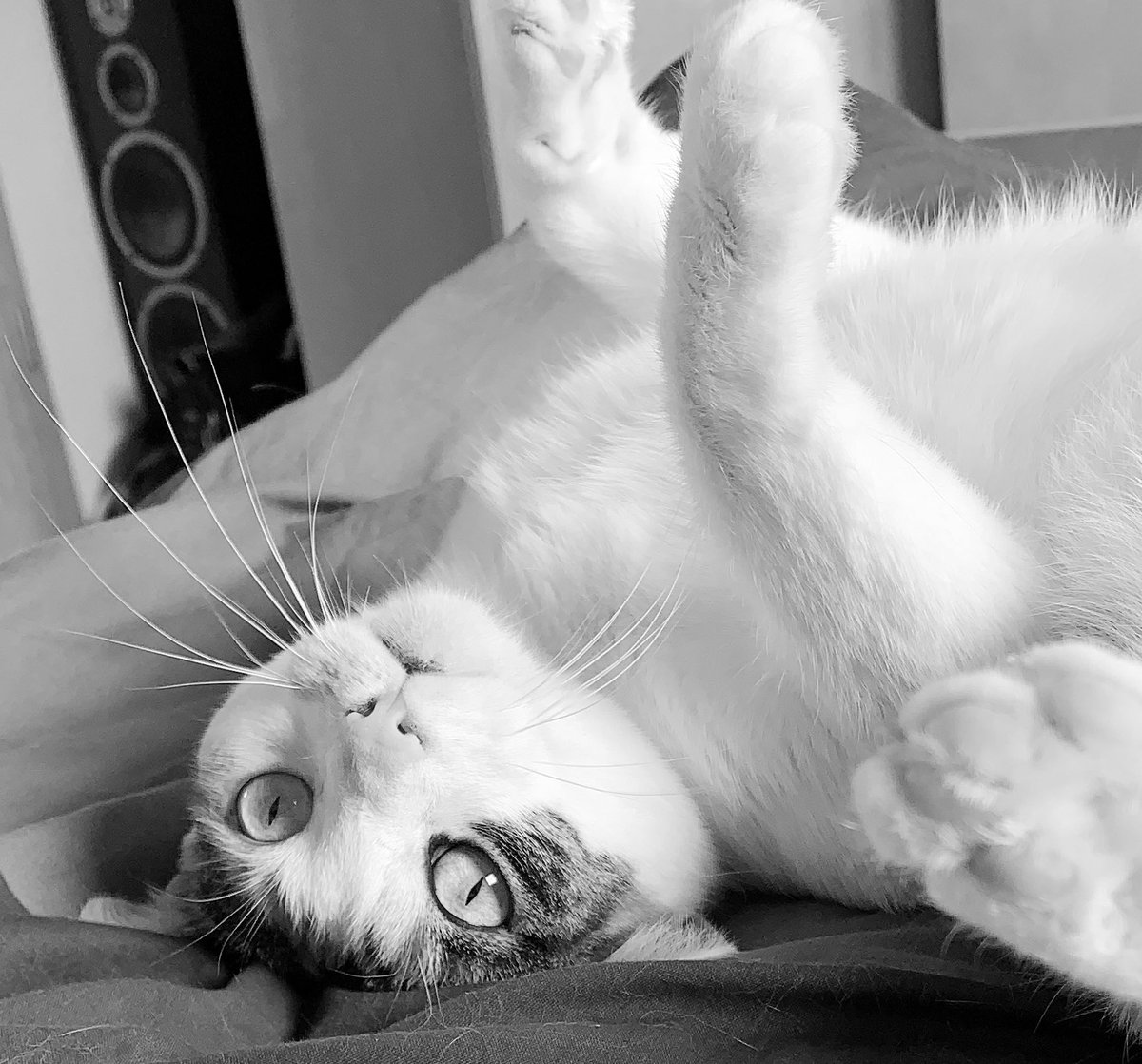 darkoomph's tweet photo. Mein kleiner Ruhepol🐱#CatsOfTwitter #CatsOnTwitter #cats #catstagram #Cat #cats https://t.co/wFZjXev8d9