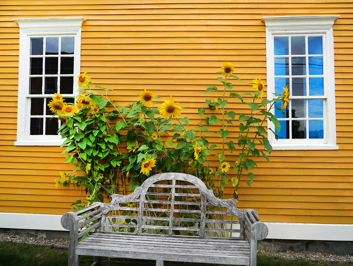 photorichierich's tweet image. A super display of the yellow in South End of #PortmsouthNH. #streetphotography @seacoastonline