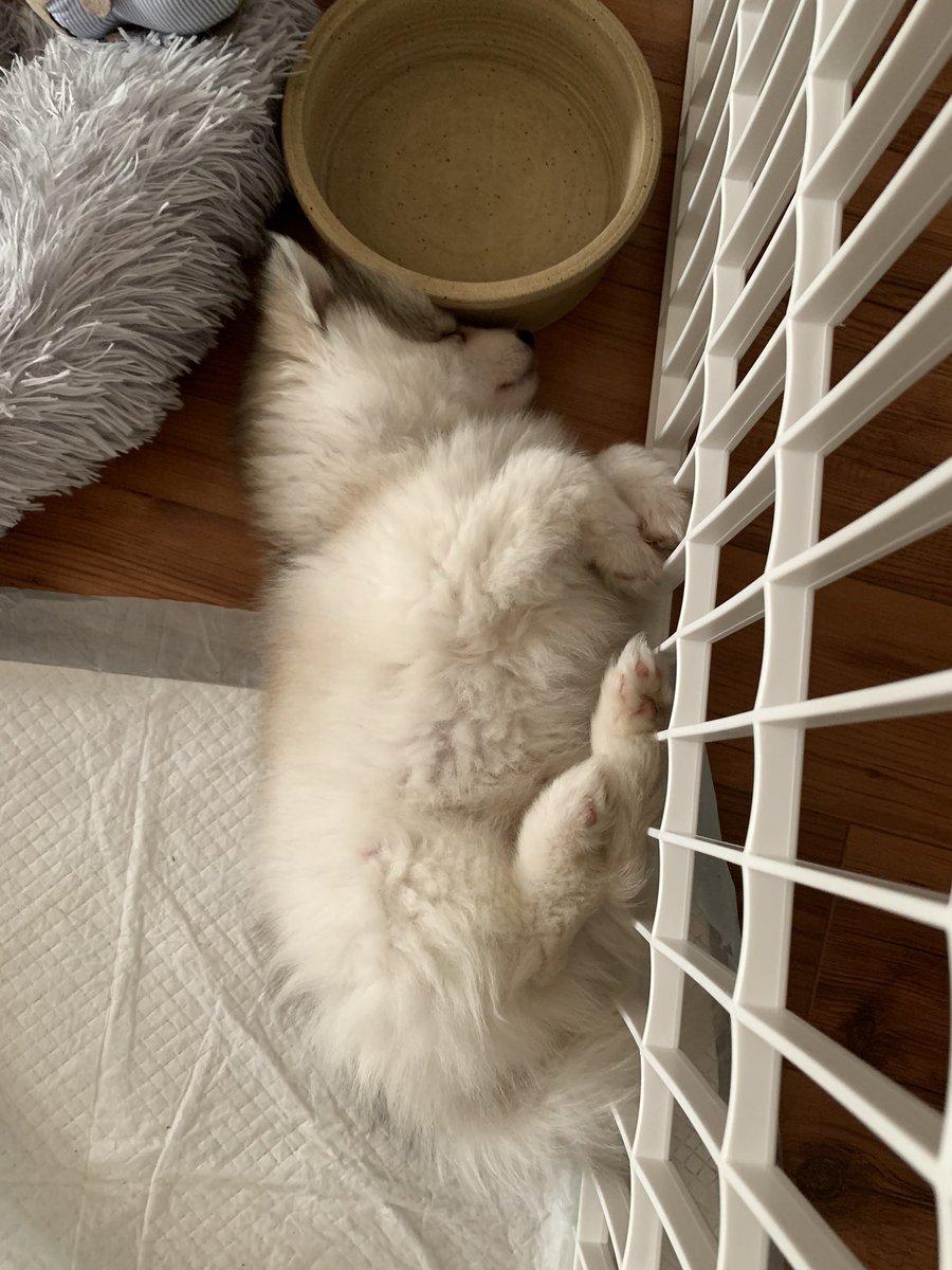iamcindychu's tweet photo. Keanu’s cute napping positions #timelinerefresh #cutenessoverload https://t.co/pEkWVjEYuI