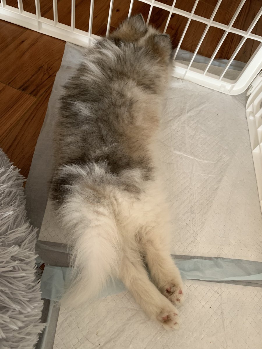 iamcindychu's tweet photo. Keanu’s cute napping positions #timelinerefresh #cutenessoverload https://t.co/pEkWVjEYuI
