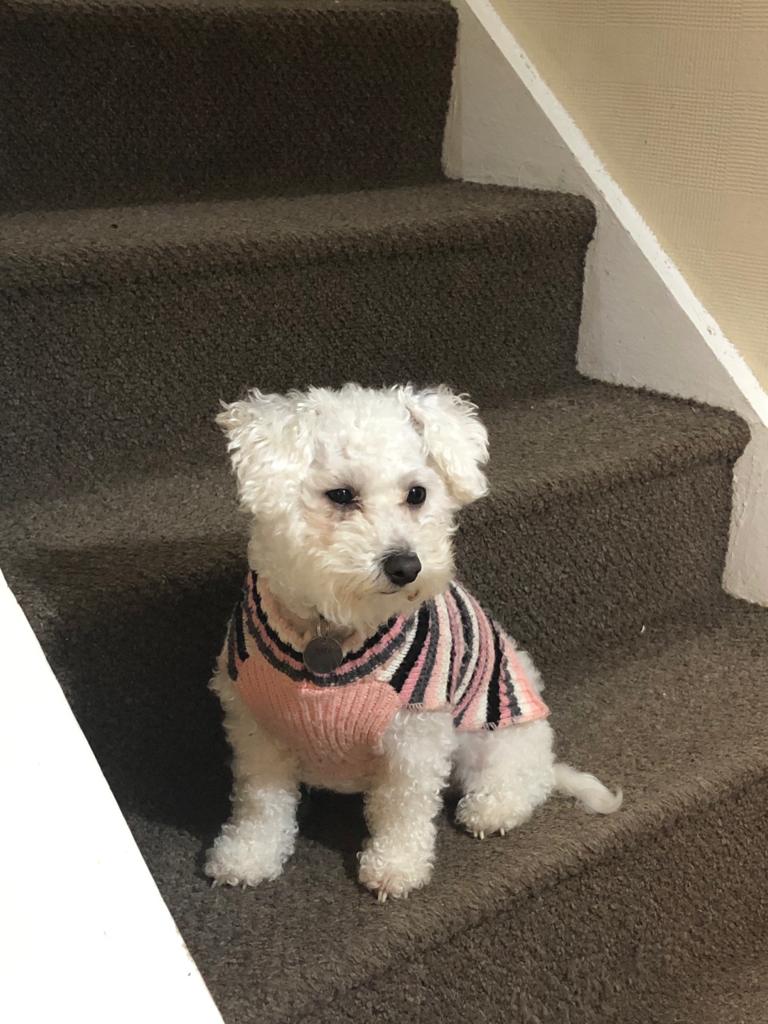 KoalaPlayz3's tweet photo. My dogs I guess the white fluffy dog is susie and the black fluffy dog is Chico like this if u like my dogs https://t.co/QaZQT4jO48