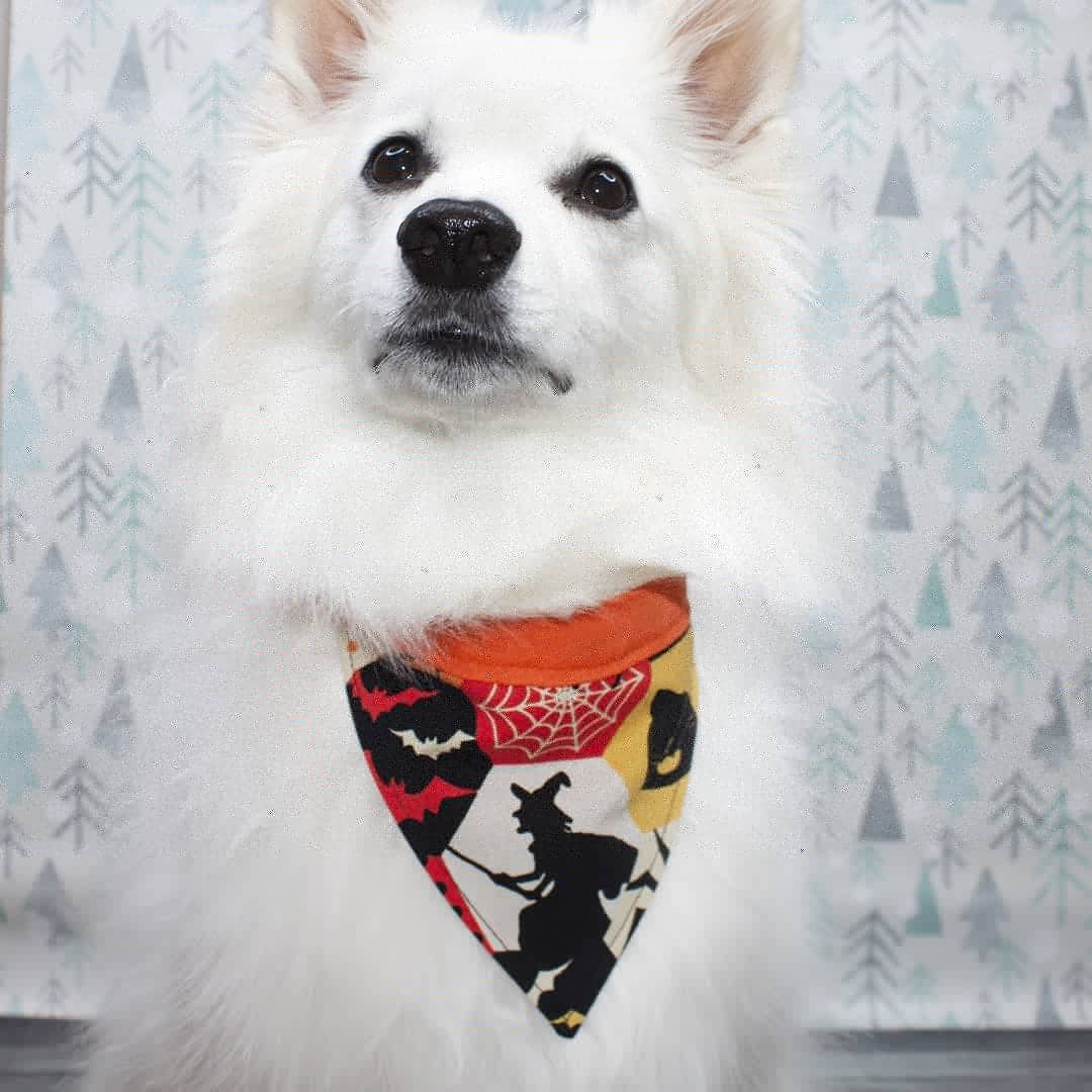 Thread9dog's tweet photo. What's your favorite spooky fun movie? We love Hocus Pocus!

https://t.co/zA7kv8qMDj 
#spookyseason https://t.co/LSdOB9IoNB