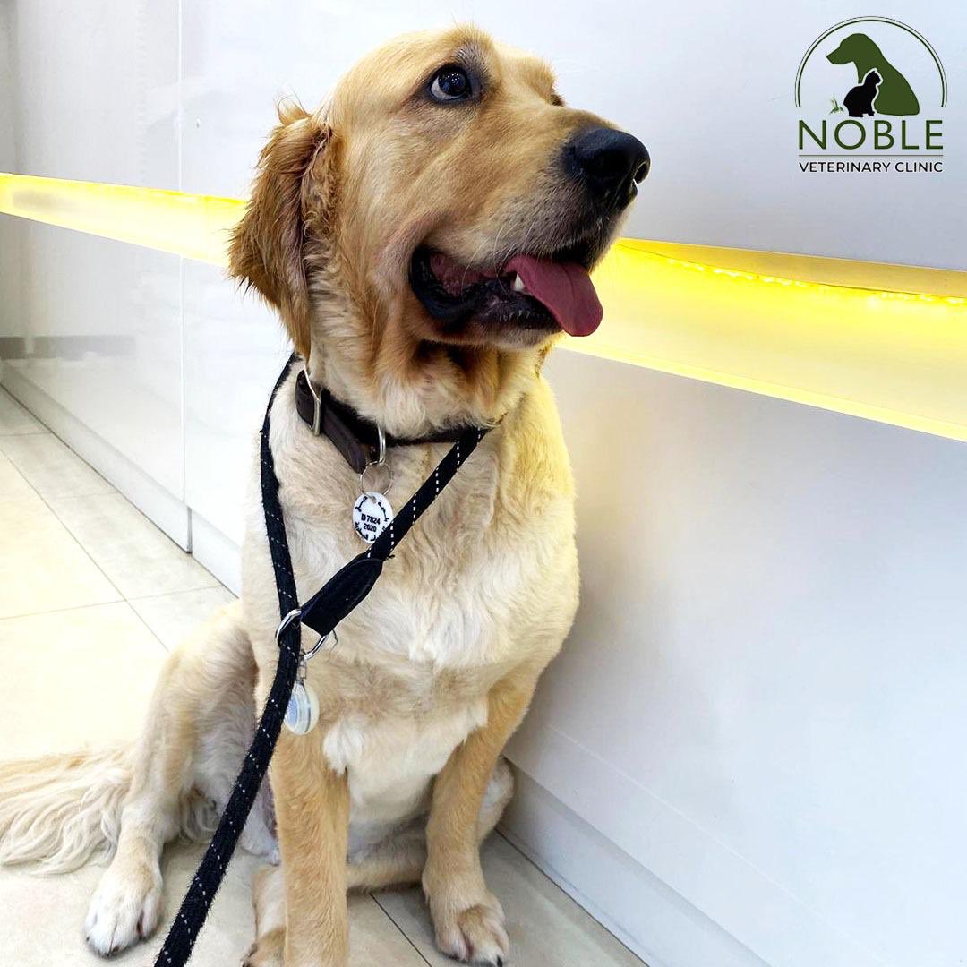 🐶Lucky was so excited for his consultation today🐶

At Noble we offer your pet the best preventative health care programmes, treatments, diagnostic techniques and surgical procedures. 
#UAEPets #UAEPetShop #DubaiPets #DubaiPetShop #DubaiDogs #DubaiCats #PetShop #PetLovers