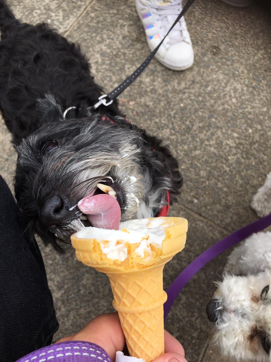 KoalaPlayz3's tweet photo. Anyone want ice cream? https://t.co/bR7E5vYYKJ