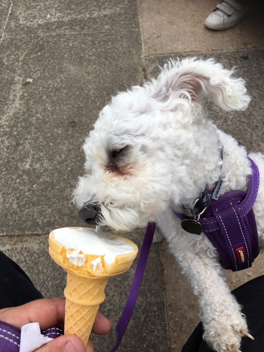 KoalaPlayz3's tweet photo. Anyone want ice cream? https://t.co/bR7E5vYYKJ