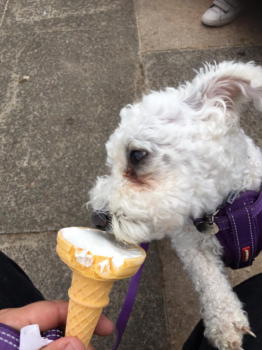 KoalaPlayz3's tweet photo. Anyone want ice cream? https://t.co/bR7E5vYYKJ