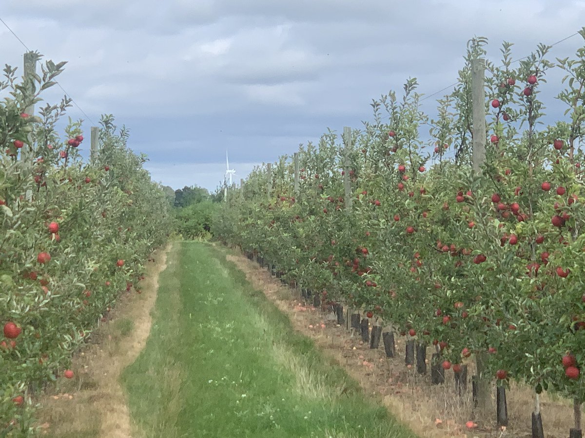 brian rideout tweet media