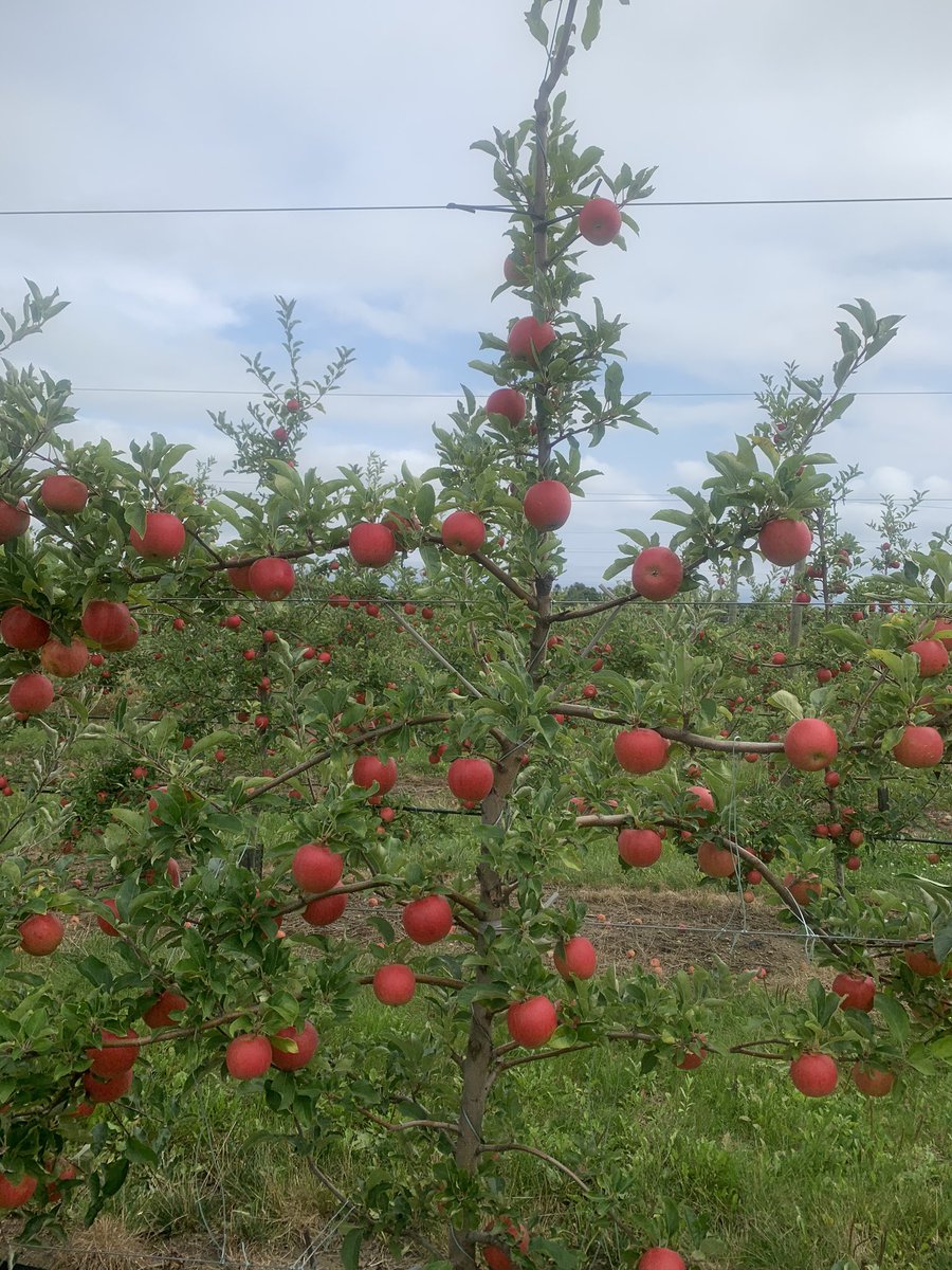 brian rideout tweet media