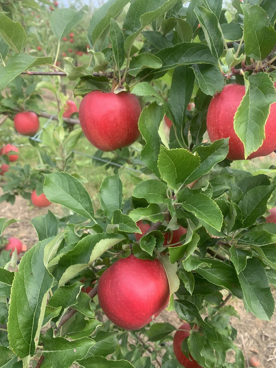 brian rideout tweet media