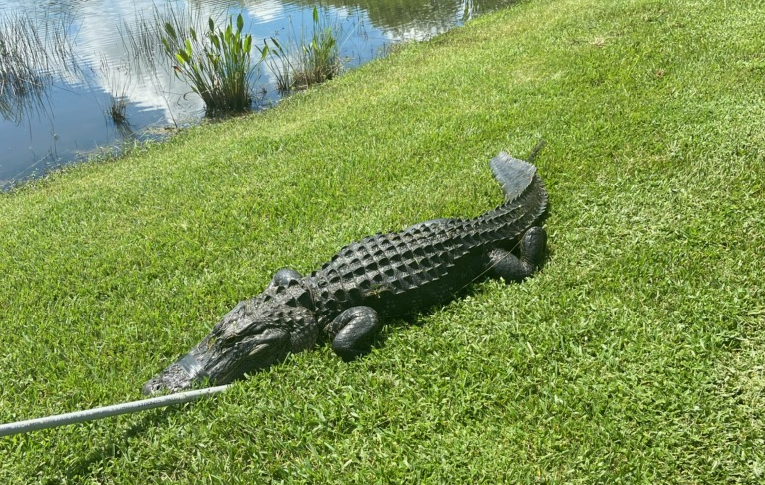 This is the gator that bit a woman's legs while she trimmed trees at the edge of a lake along Heron’s Glen Road, <a href="/MyFWC/">MyFWC</a> confirms. 

The gator measured 10 feet 4 inches.