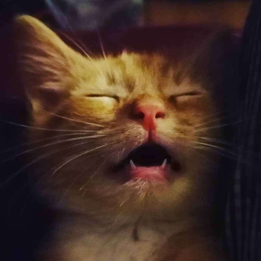 PawsMellow's tweet photo. Am I laughing or sleeping

Find us on

Intergram: paws_and _mellow
Twitter: @pawsmellow
Facebook: paws mellowbeardie
Tumble: pawsmellowbeardie

#lovecats #katze #petstagram #ilovemycat #cutecats #petsofinstagram #kittensofinstagram #kittycat #catsagram #… https://t.co/HAKPuBatPw https://t.co/Yi1WY77uqt