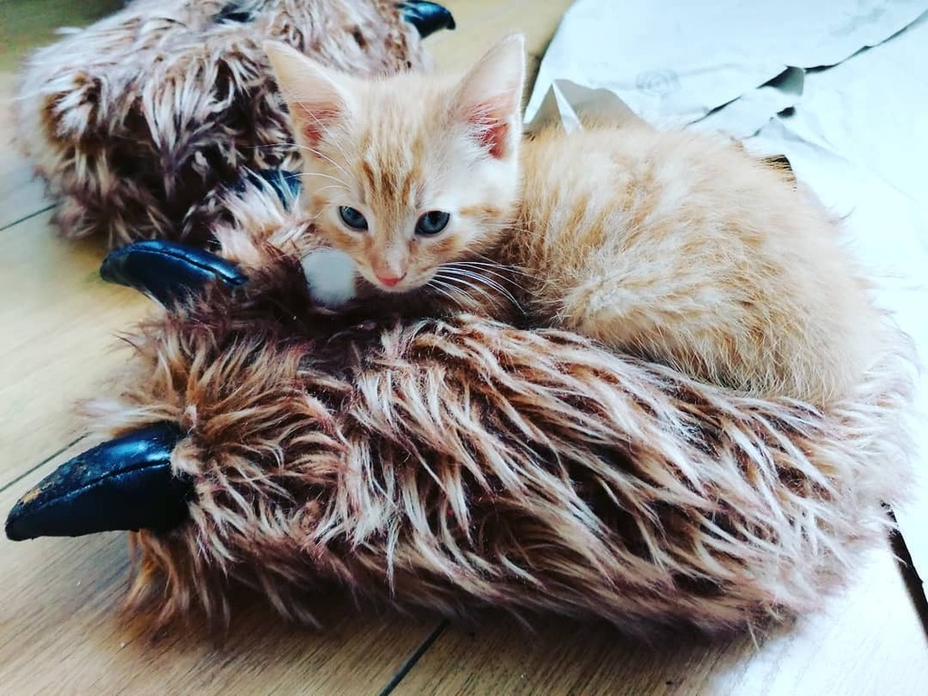 PawsMellow's tweet photo. I haz monster feet

Find us on

Intergram: paws_and _mellow
Twitter: @pawsmellow
Facebook: paws mellowbeardie
Tumble: pawsmellowbeardie

#lovecats #katze #petstagram #ilovemycat #cutecats #petsofinstagram #kittensofinstagram #kittycat #catsagram #instaca… https://t.co/9njLEvc49E https://t.co/30qhyOk2OD