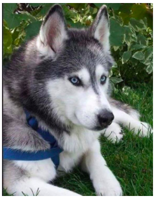 8\\n If a pathogen infects exponentially, it would swamp the world with a 100% rate of infection in a matter of days. But, against all expectations, that doesn’t happen. Both (daily) cases and deaths everywhere look quite tame in comparison. More like a Siberian Husky.