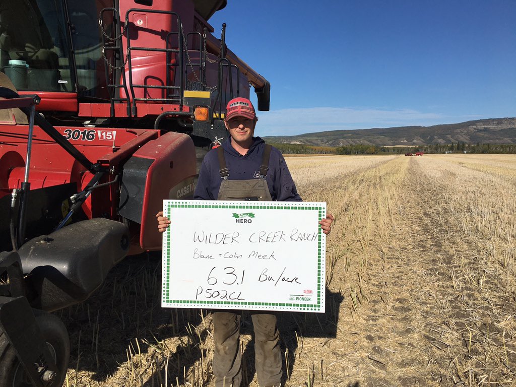 Our first weigh of the season sets the bar high. P502CL yields 63.1 bushels/acre in Fort St John BC. Awesome job Colin at Wilder Creek Ranch. #yieldhero20 #corteva <a href="/KimSchoorlemmer/">Kim Schoorlemmer</a> <a href="/Mmeek58/">Maryann Meek</a> <a href="/wayne_hock/">wayne hock</a> <a href="/kjohnstone12/">Katherine Johnstone</a>
