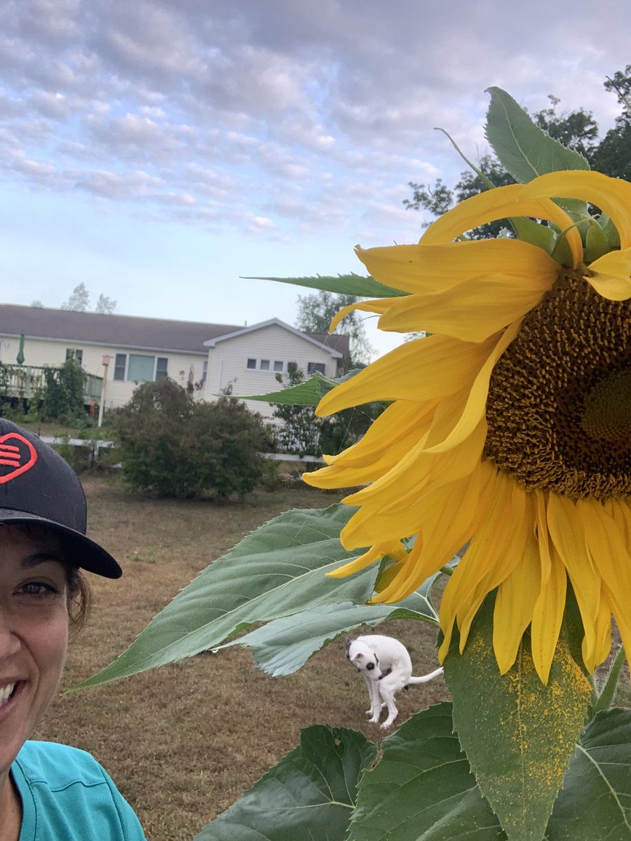 lcorman's tweet photo. Took a selfie with my giant, backwards-facing sunflowers. Thanks Peanut the Puppy! #2020iscrap https://t.co/n7Xs3DuvJO