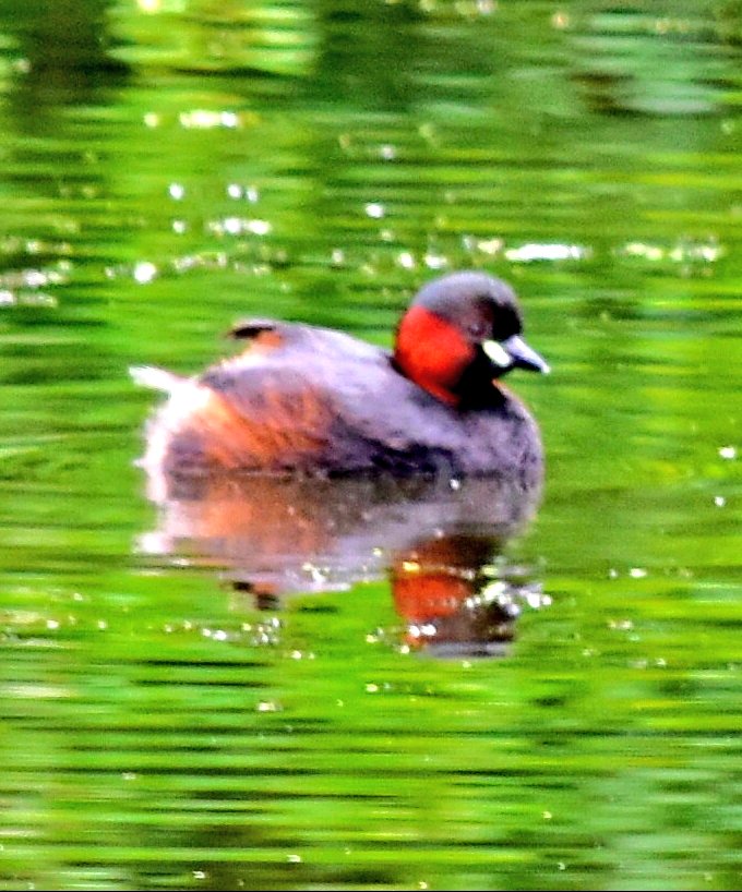RoystonPorter's tweet photo. Little time on the 
Lickey hills pools 
Little grebe. Grey Wagtail. Mallard &amp;
B h gulls. Nuthatch on the feeders . https://t.co/UYjpkoj0Vl