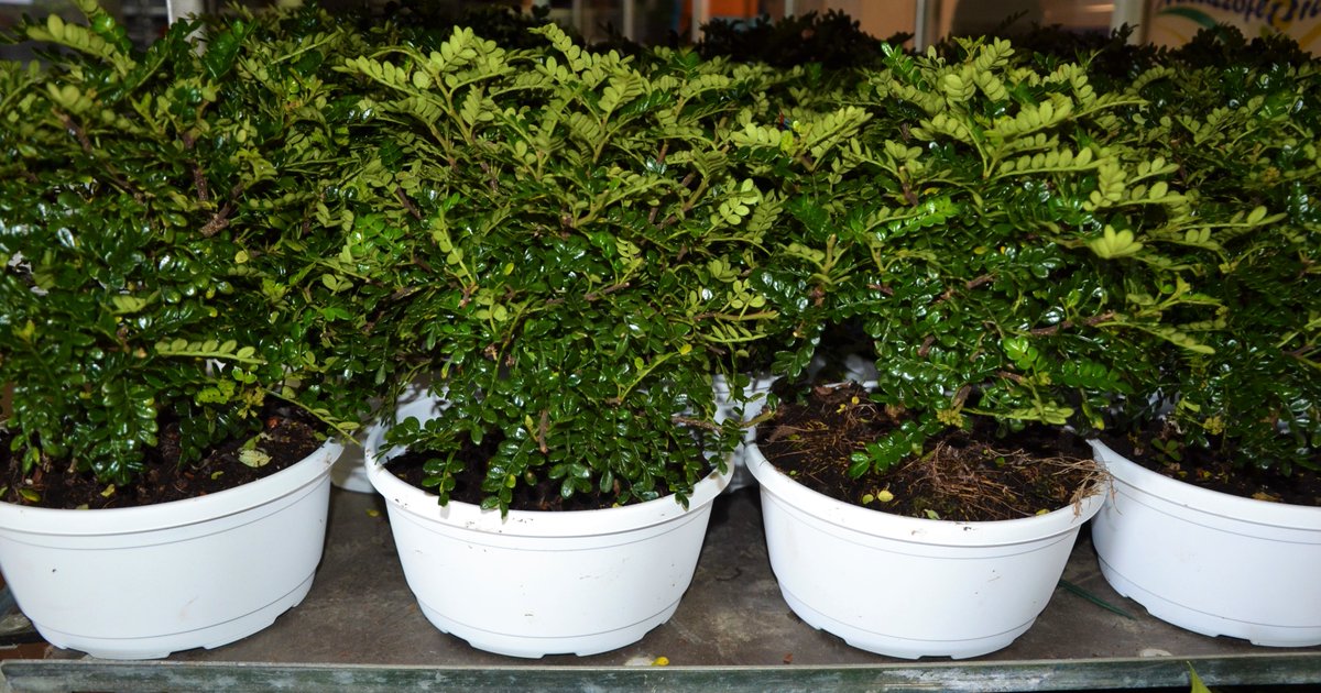 milazzoflora.it/prodotti/