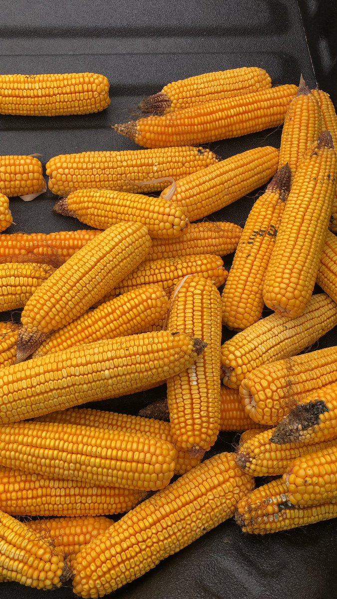 ADM Grain North. IL tweet media