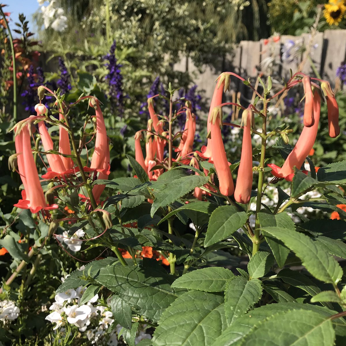 GardenistaG's tweet photo. Phygelius capanensis (Cape Fuschia), I love this South African beauty. Looks great with trusty Salvia ‘Mystic Spires’ and Diascia ‘Breezee White’. They’re all still chugging on like it’s mid-Summer
#mygardentoday #latesummercolour #perennialborders #perennials #gardeninspiration https://t.co/RuU1DajdgE